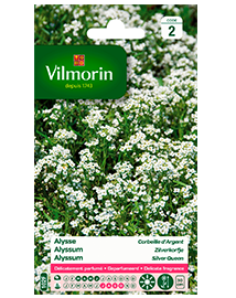 Bloemzaden Alyssum Zilverkorfje 1g