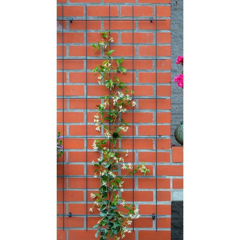 Rechthoekig metalen klimrek (75x150cm) met groene coating, ideaal voor klimplanten zoals reukerwten, Oost-Indische kers en stokroos.