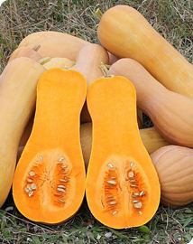 Bio Butternut pompoen zaden van Vilmorin 2g