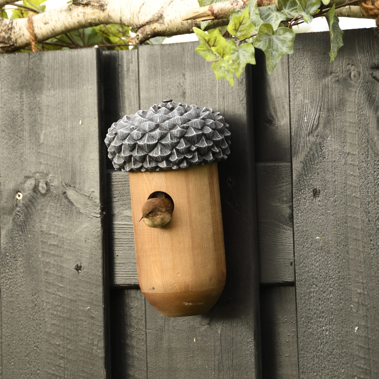 Een schattige winterkoning gluurt uit een unieke nestkast in de vorm van een eikel, bevestigd aan een houten schutting.