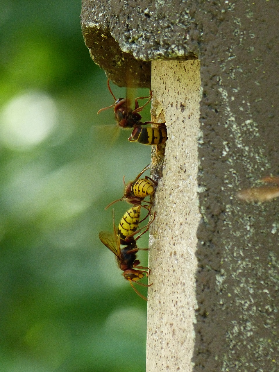 Wespen in de tuin? Ontdek effectieve bestrijdingsmethoden en producten bij Online-tuincentrum.be