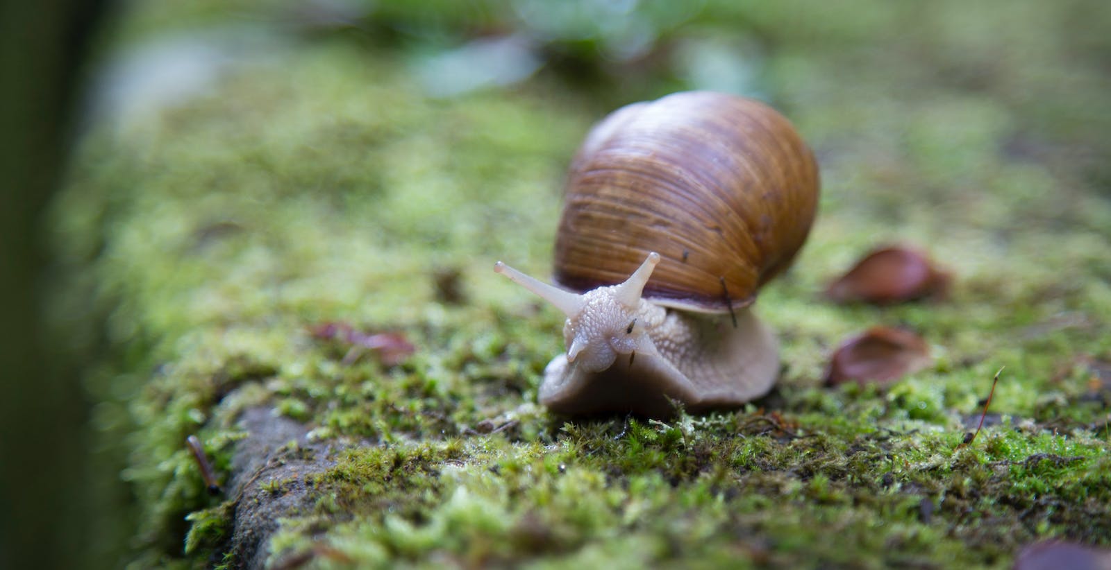 Wat kan ik doen tegen slakken in mijn moes- en siertuin?