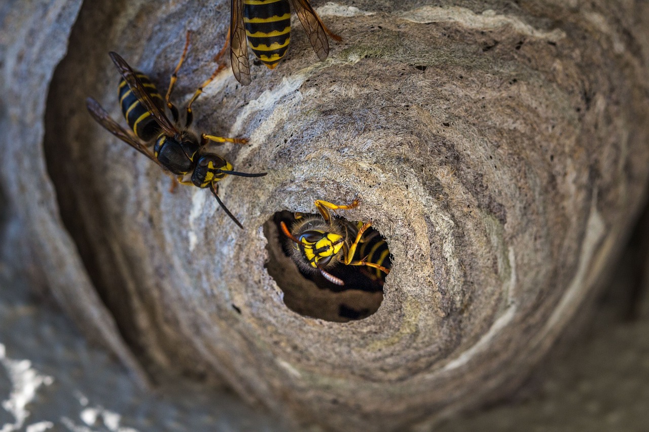 Wespennest in tuin of huis: ontdek effectieve bestrijdingsmiddelen bij Online-tuincentrum.be